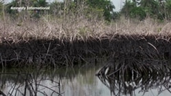 Shell Accused of Failing to Clean Up Nigeria Oil Spills