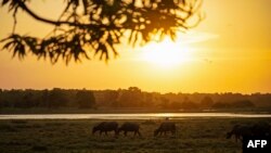 Asian buffalos roam on farmland during sunset in Soure, Marajó Island, Para State, on September 4, 2023. 