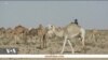 Portrait d’un éleveur de chameaux au Maroc