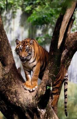 FILE - A Sumatran tiger stands on a tree at the zoo in Medan, North Sumatra, Indonesia, Nov. 13, 2012.