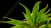 美国新泽西州种植的医用大麻（2019年3月22日）。