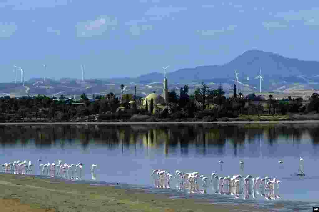 Flamingos standing in a salt lake in front of the Hala Sultan Tekke Mosque which was built between 1760 and 1796 in southern coastal city of Larnaca, in this eastern Mediterranean island of Cyprus.