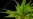 Lika Liku Ganja Medis di Indonesia