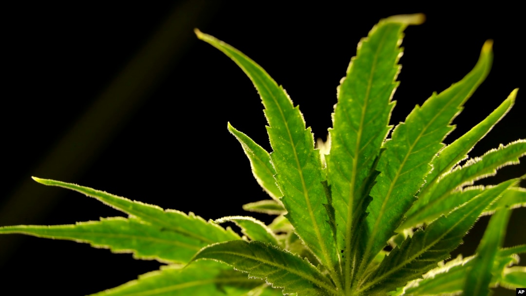 Tanaman ganja di sebuah yayasan yang memberikan ganja untuk keperluan medis di Egg Harbor Township, New Jersey, AS, 22 Maret 2019.