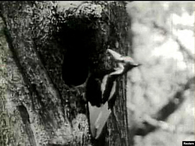 FILE - The ivory-billed woodpecker, feared extinct for 60 years, was seen in a remote part of Arkansas on April 28, 2005. (REUTERS/File Photo)