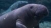 Officials Ready to Drop Manatee from US Endangered Species List