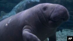 The U.S. Fish and Wildlife Service is proposing that the West Indian manatee, including a Florida subspecies, moves from endangered status to threatened status.