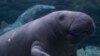Trending Today: Florida Manatees Find Fans on Facebook