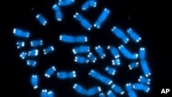 Gambar 46 kromosom manusia yang dirilis Lembaga Kanker Nasional Amerika. (Foto:dok)