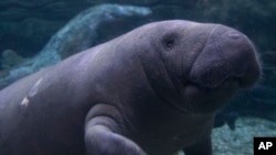 The U.S. Fish and Wildlife Service is proposing that the West Indian manatee, including a Florida subspecies, move from endangered status to threatened status.