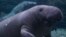The U.S. Fish and Wildlife Service is proposing that the West Indian manatee, including a Florida subspecies, move from endangered status to threatened status.
