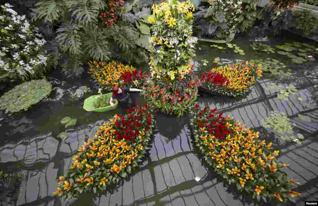 Seorang petugas mengatur susunan bunga anggrek dalam pameran bunga di taman Royal Botanik di Kew, London.