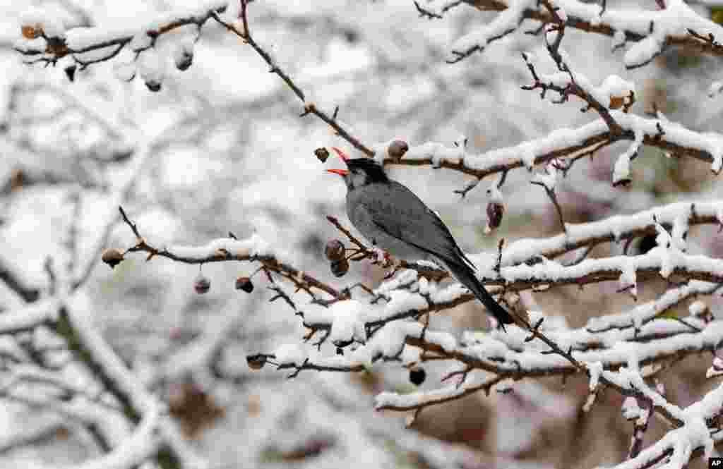 A Black Bulbul catches a piece of wild pear on a snow-covered tree in Dharmsala, India.
