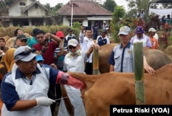 Petugas melakukan inseminasi buatan atau kawin suntik pada ternak sapi milik peternak Desa Wonoayu, Kabupaten Malang. (Foto: VOA/ Petrus)