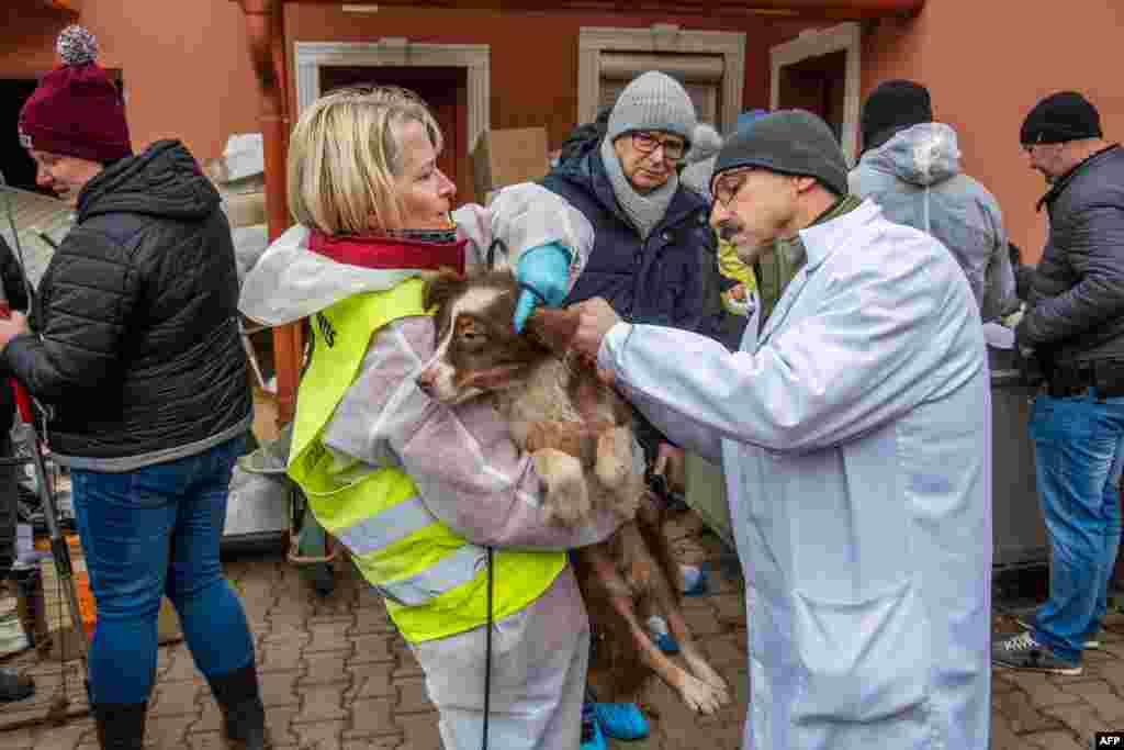 Activists attraction   for a rescued canine  astatine  a breeding tract  successful  the Hungarian colony   of Koszegpaty adjacent  to the Austrian borderline  aft  the spot   was raided by authorities and carnal  payment   groups successful  a cross-border practice  rescued the dogs.&nbsp;Dozens of dogs were rescued from the site. Activists took visibly frightened  animals retired  of kennels and canine  crates from 2  warehouse-like buildings, wherever  the level  was covered successful  carcasses, faces and garbage.&nbsp;