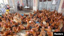 FILE - Chicken are displayed for sale at a wholesale poultry market in Ha Vy village, outside Hanoi, Vietnam, April 5, 2013.