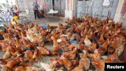Salah satu pasar ayam di desa Ha Vy, pinggiran Hanoi, Vietnam (foto: dok). 63 warga Vietnam tewas akibat flu burung sejak tahun lalu. 