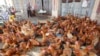 FILE - Chicken are displayed for sale at a wholesale poultry market in Ha Vy village, outside Hanoi, Vietnam, April 5, 2013.