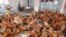 FILE - Chicken are displayed for sale at a wholesale poultry market in Ha Vy village, outside Hanoi, Vietnam, April 5, 2013.