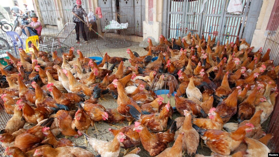 Salah satu pasar ayam di desa Ha Vy, pinggiran Hanoi, Vietnam (foto: dok). 63 warga Vietnam tewas akibat flu burung sejak tahun lalu. 
