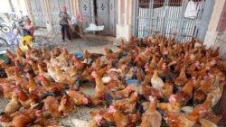 Việt Nam kỳ vọng sẽ tăng xuất khẩu nông hải sản, thịt gia cầm sang Trung Quốc | VOA