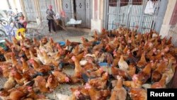 Dua belas perusahaan peternakan unggas didenda karena melakukan praktik kartel.