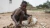 Thirteen year-old Prince Mpofu packs last year's harvest from the irrigated gardens for storage on Feb. 7, 2015 in the village of Nsezi in Matabeleland, southwestern Zimbabwe.
