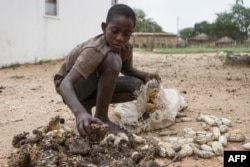 FILE - 13-year-old Prince Mpofu packs the previous year's harvest from the irrigated gardens for storage in the village of Nsezi in Matabeleland, southwestern Zimbabwe, Feb. 7, 2015.