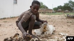 13-year-old Prince Mpofu packs last year's harvest from the irrigated gardens for storage on Feb. 7, 2015 in the village of Nsezi in Matabeleland, southwestern Zimbabwe. 