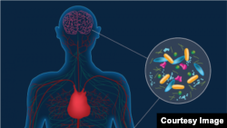 Artist’s concept depicting microbes in the gut instigating changes in the brain that can lead to Parkinson’s disease. People with Parkinson’s harbor distinct gut bacteria that influence the disease’s severity. (CalTech)