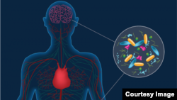 Artist’s concept depicting microbes in the gut instigating 