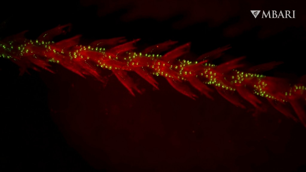 Corals May Have Been First Glow-in-the-Dark Animals