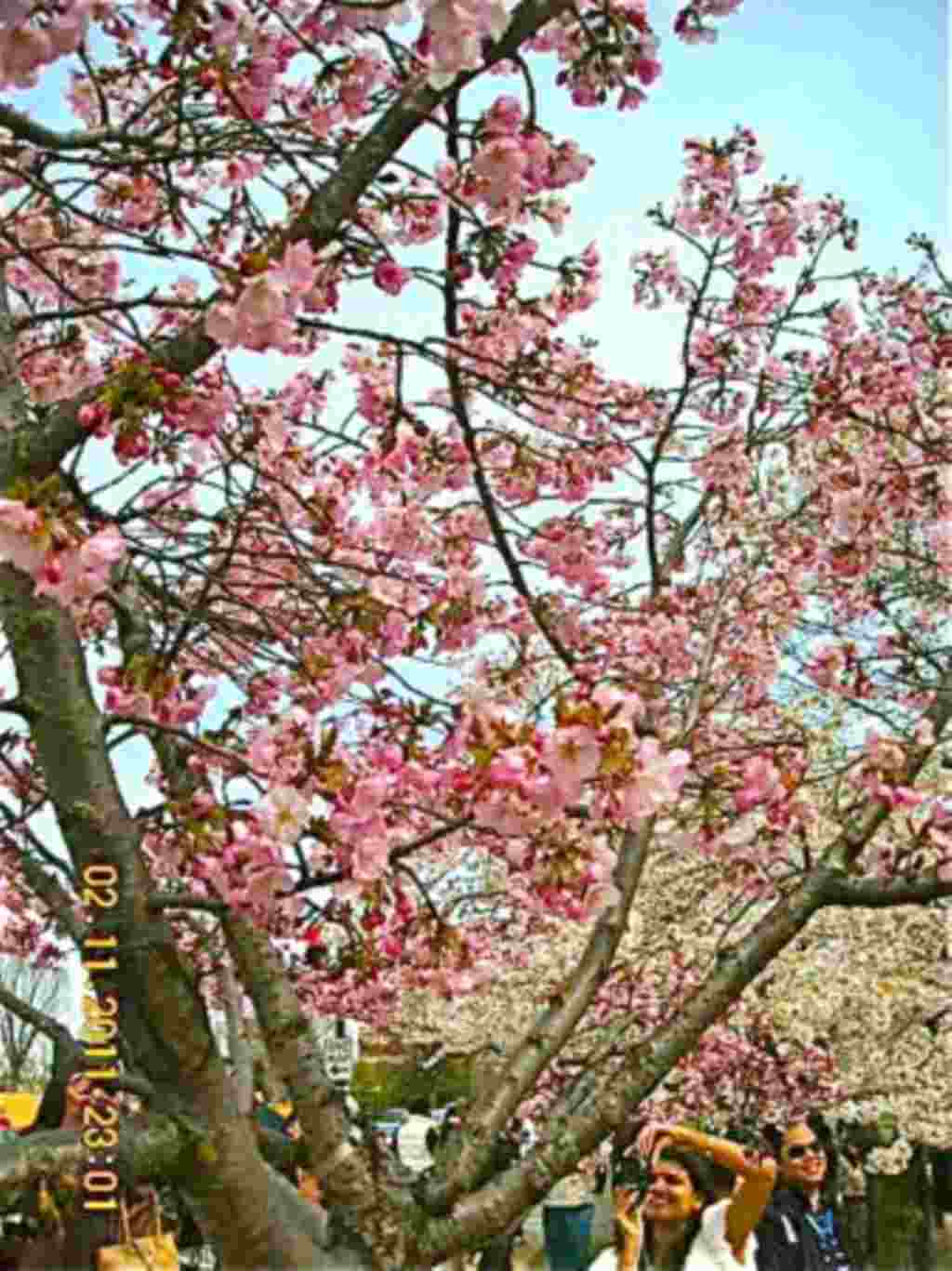فستیوال شکوفه های گیلاس در واشنگتن ۲۰۱۱