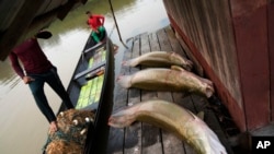 ARCHIVO - Tres peces pirarucú, capturados por los hermanos Gibson, a la derecha, y Manuel Cunha Da Lima, al frente, se encuentran en un almacén flotante en el asentamiento de San Raimundo, en la región de Medio Jurua, estado de Amazonía, Brasil, el 5 de septiembre de 2022.