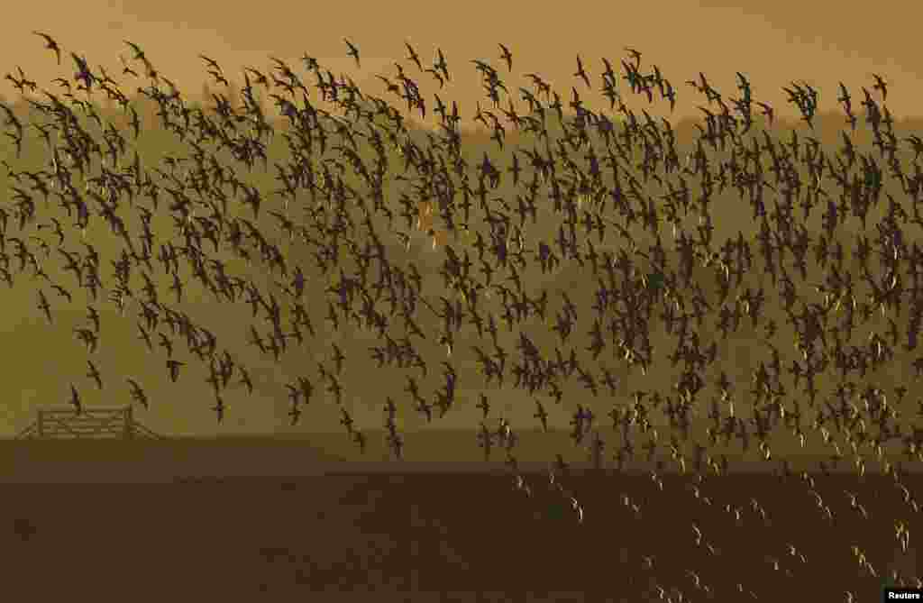 Murmurations of wading birds fly along the coastline of The Wash near Snettisham in east Britain. The spectacular display occurs when high tides force thousands of wading birds such as Knot and Oystercatcher off the mudflats and inland until the tide recedes.