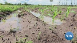 Climate Change Threatening Kenya's Smallholder Farm Crop Production