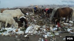 Sapi-sapi pemakan sampah di salah satu tempat pembuangan sampah di Solo (foto: VOA/Yudha).