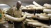 Zimbabwe procura apoio de seus vizinhos para vender marfim