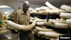 FILE - A Zimbabwe National Parks and Wildlife Management official checks ivory inside a storeroom in Harare August 22, 2012. Zimbabwe and Namibia are bidding to open up international trade in elephant ivory.