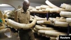 Mushandi weZimbabwe National Parks and Wildlife Management achirongedza nyanga dzenzou 