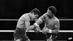 Aaron Pryor, à droite, cogne de sa droite Alexis Arguello au cours du second round d’un combat de boxe des poids welter junior à l'Orange Bowl de Miami, 12 novembre 1982. 