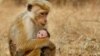 Monkeys Rule the Ruins in Disney Documentary