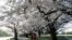 People exercise in the early morning along a spring blossom lined path in Hagley Park, Christchurch, New Zealand, Sept. 20, 2020. T