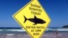 Research Shows Sharp Fall in Australian Shark Numbers