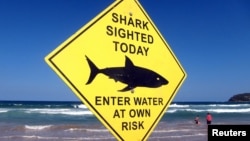 Swimmers walk into the surf next to a sign declaring a shark sighting on Sydney's Manly Beach, Australia, Nov. 24, 2015. 