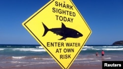FILE - Swimmers walk into the surf next to a sign declaring a shark sighting on Sydney's Manly Beach, Australia, Nov. 24, 2015. 