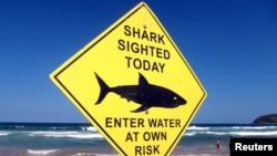 Swimmers walk into the surf next to a sign declaring a shark sighting on Sydney's Manly Beach, Australia, Nov. 24, 2015. 