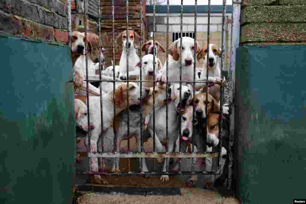 A pack of hounds from the Members of Surrey Union Hunt look out from the kennels before taking part in the annual Boxing Day hunt in Okewood Hill, Dorking, Britain.
