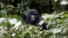 A male mountain gorilla from the Mukiza group is seen in the forest within the Bwindi National Park near the town of Kisoro, Uganda, March 31, 2018. 