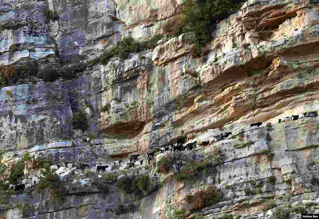 Goats are pictured on a cliff near Lebanon&#39;s northern village of Ehden, north of Beirut.